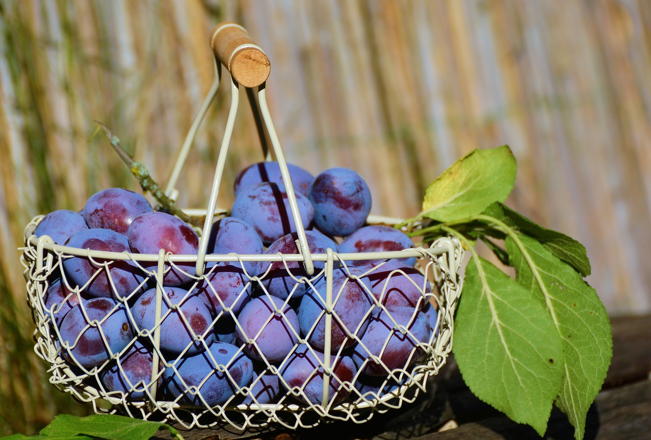 plums fruit basket fruit free photo