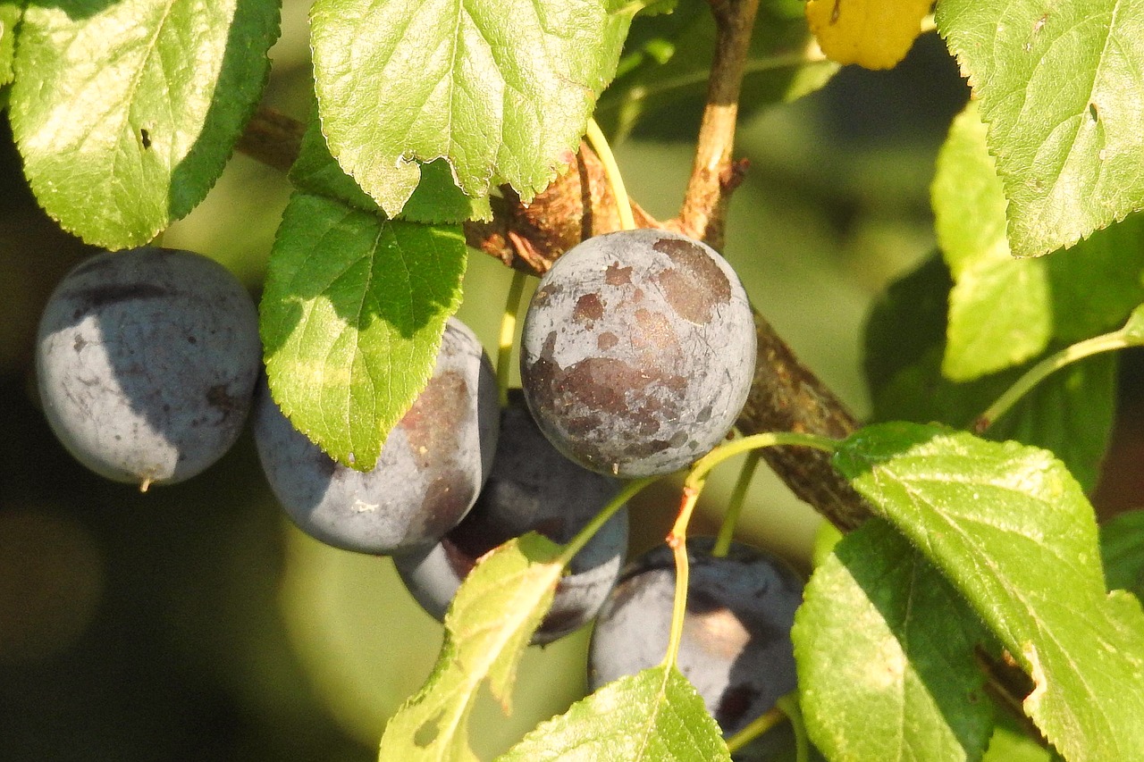 plums plum tree branch free photo