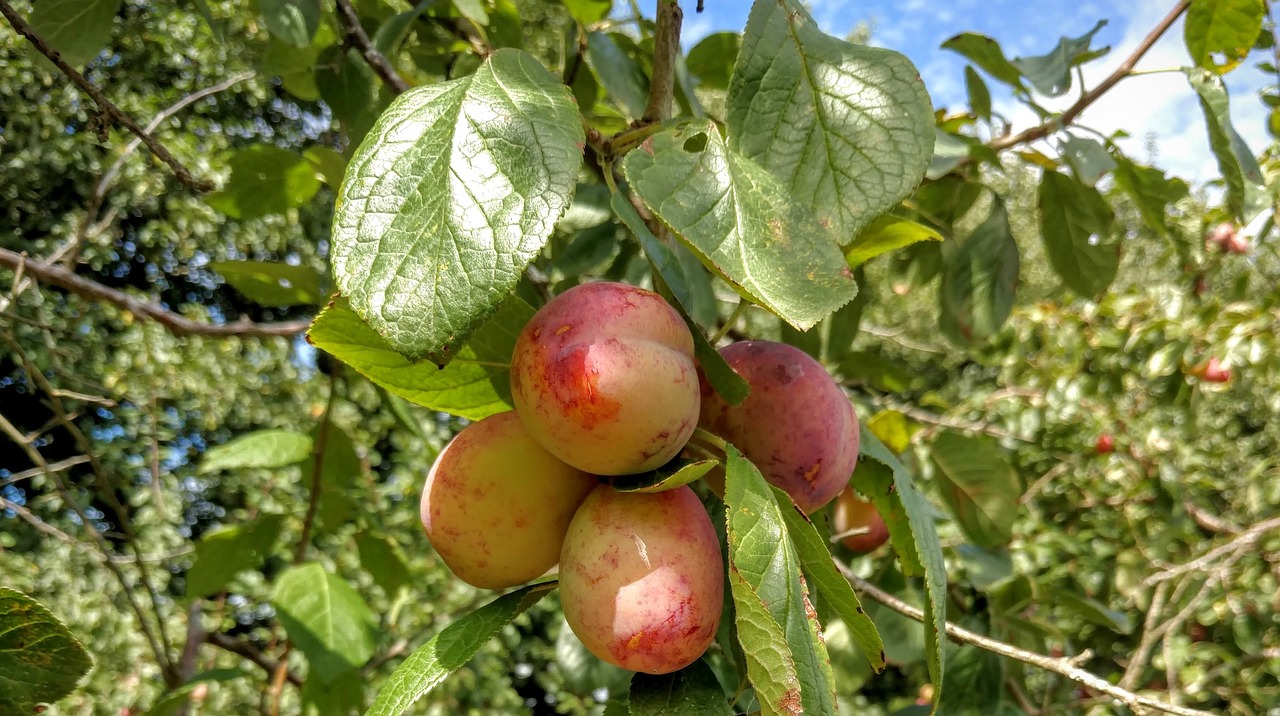 plums tree fruit free photo