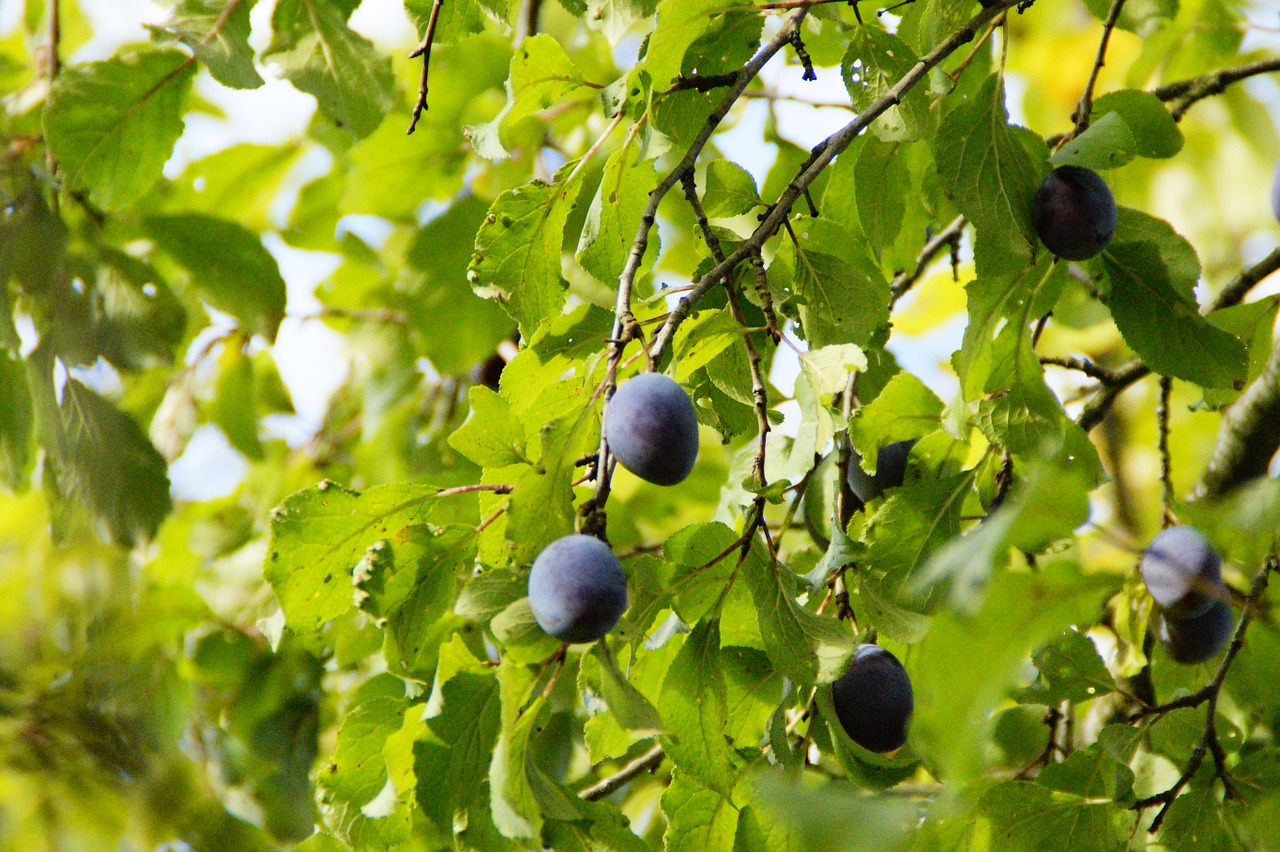 plums plum tree harvest free photo
