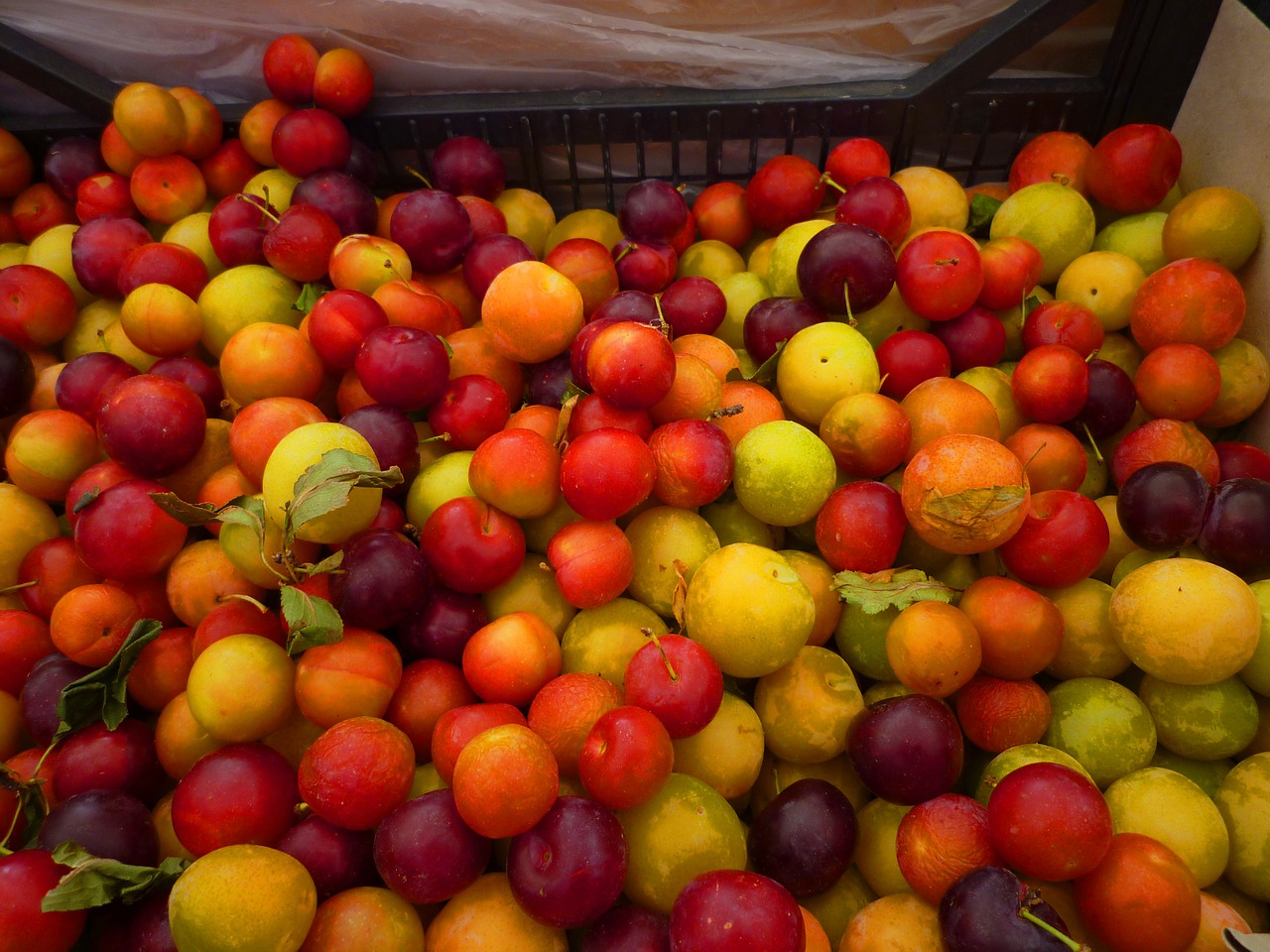 plums fruit sweet free photo