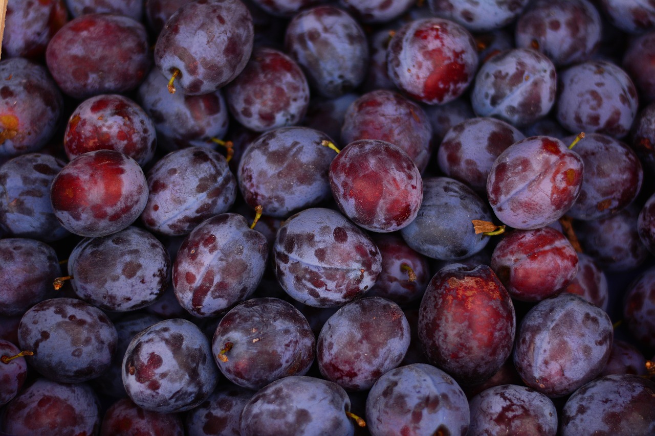 plums fruit ripe free photo