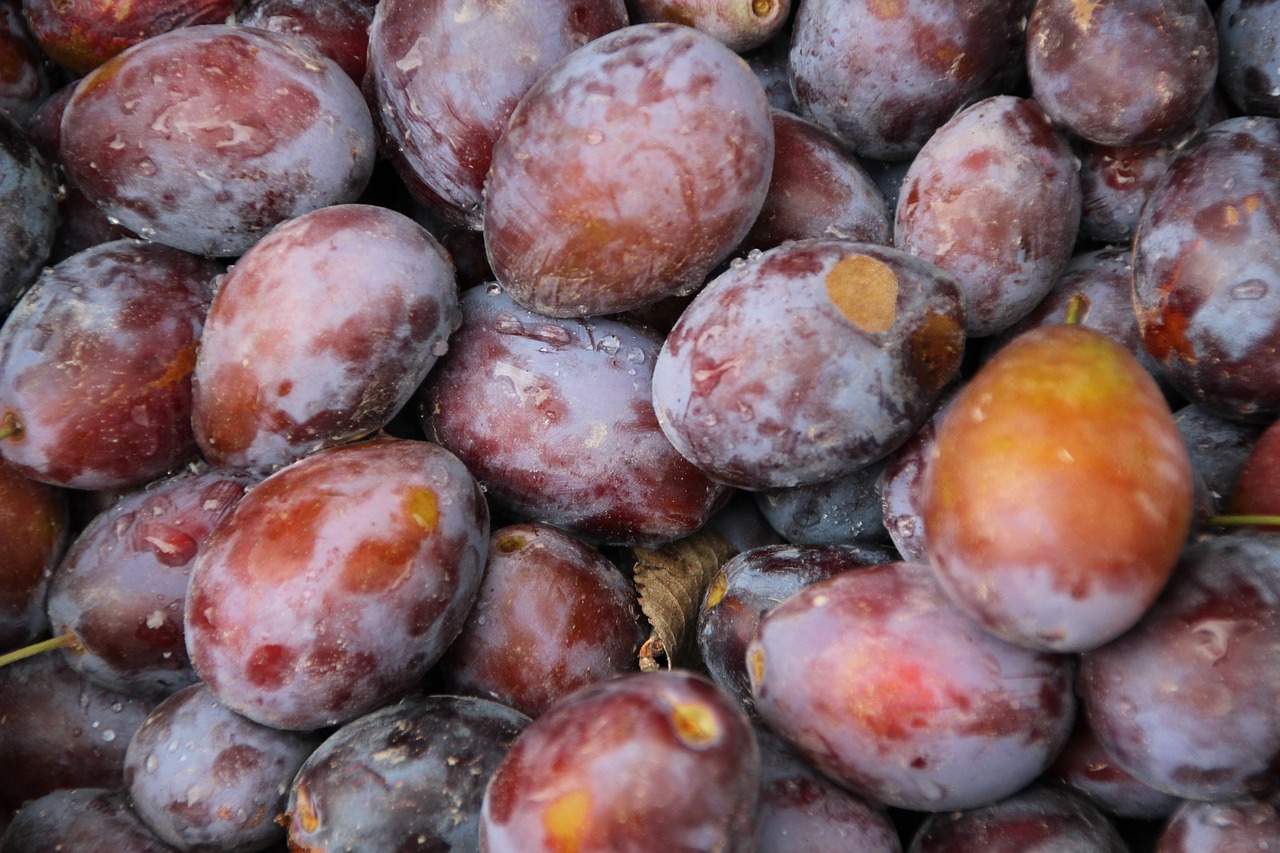 plums fruits harvest free photo