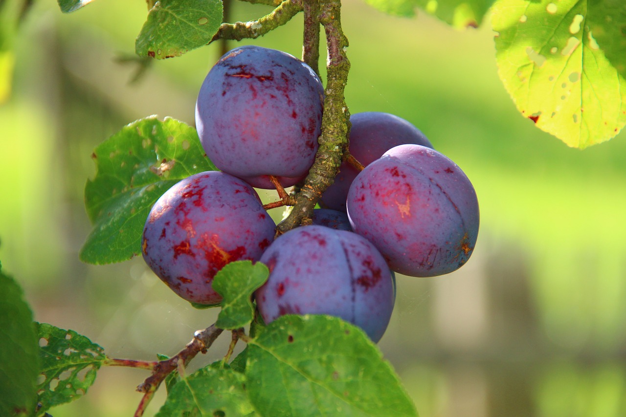 plums ripe fruit free photo