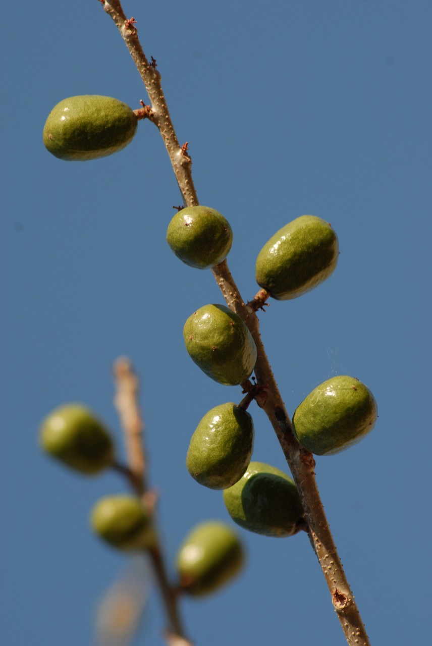 plums tree branch free photo