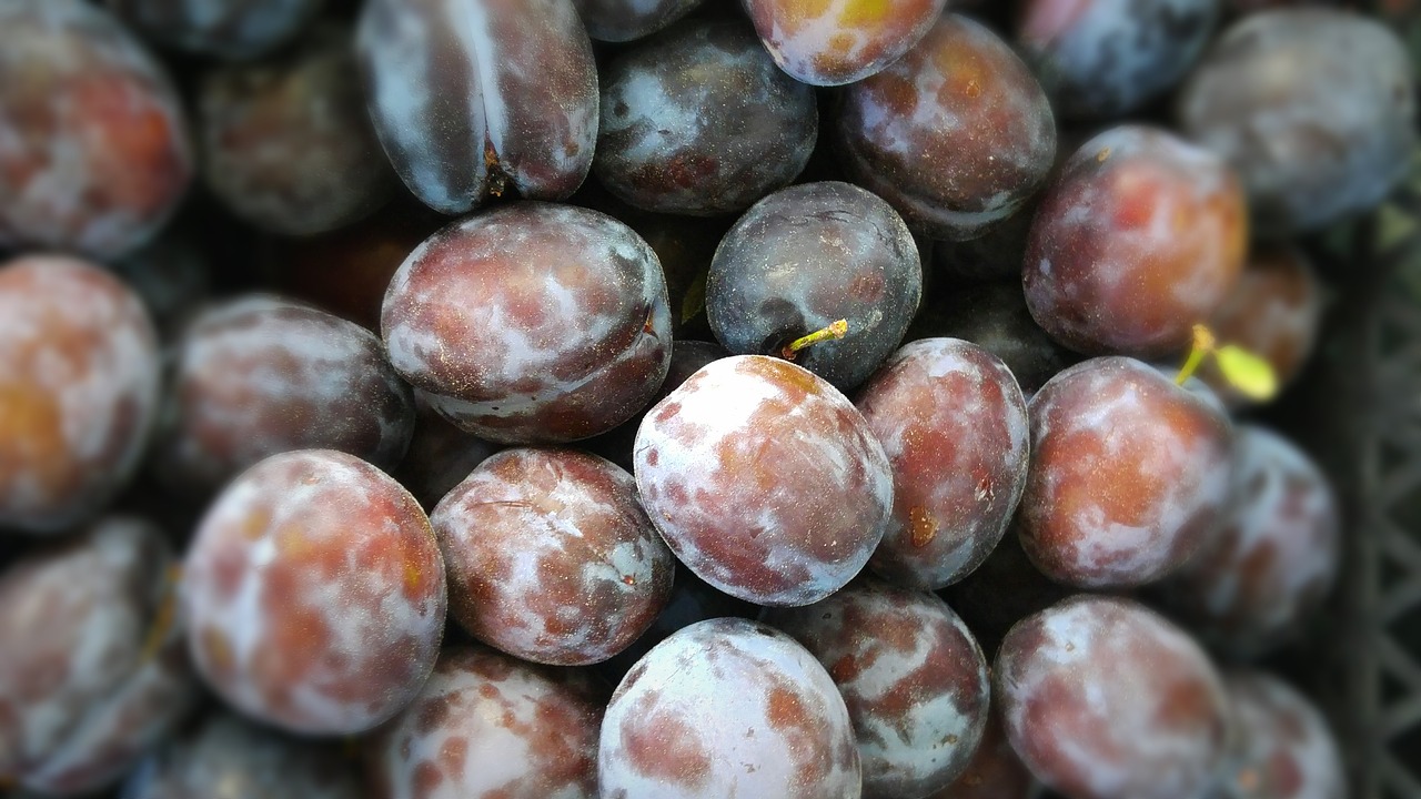 plums  blue  fruit free photo