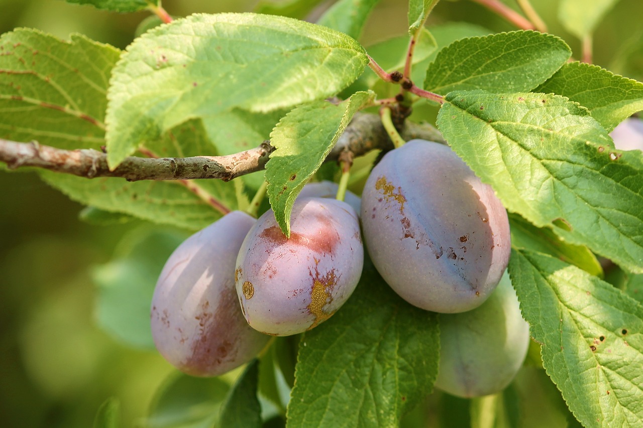 plums  fruit  stone fruit free photo