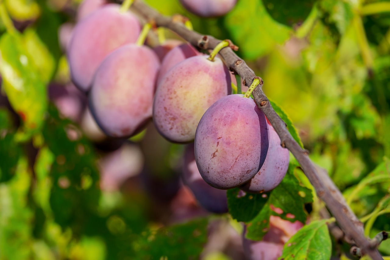 plums  plum tree  fruit free photo