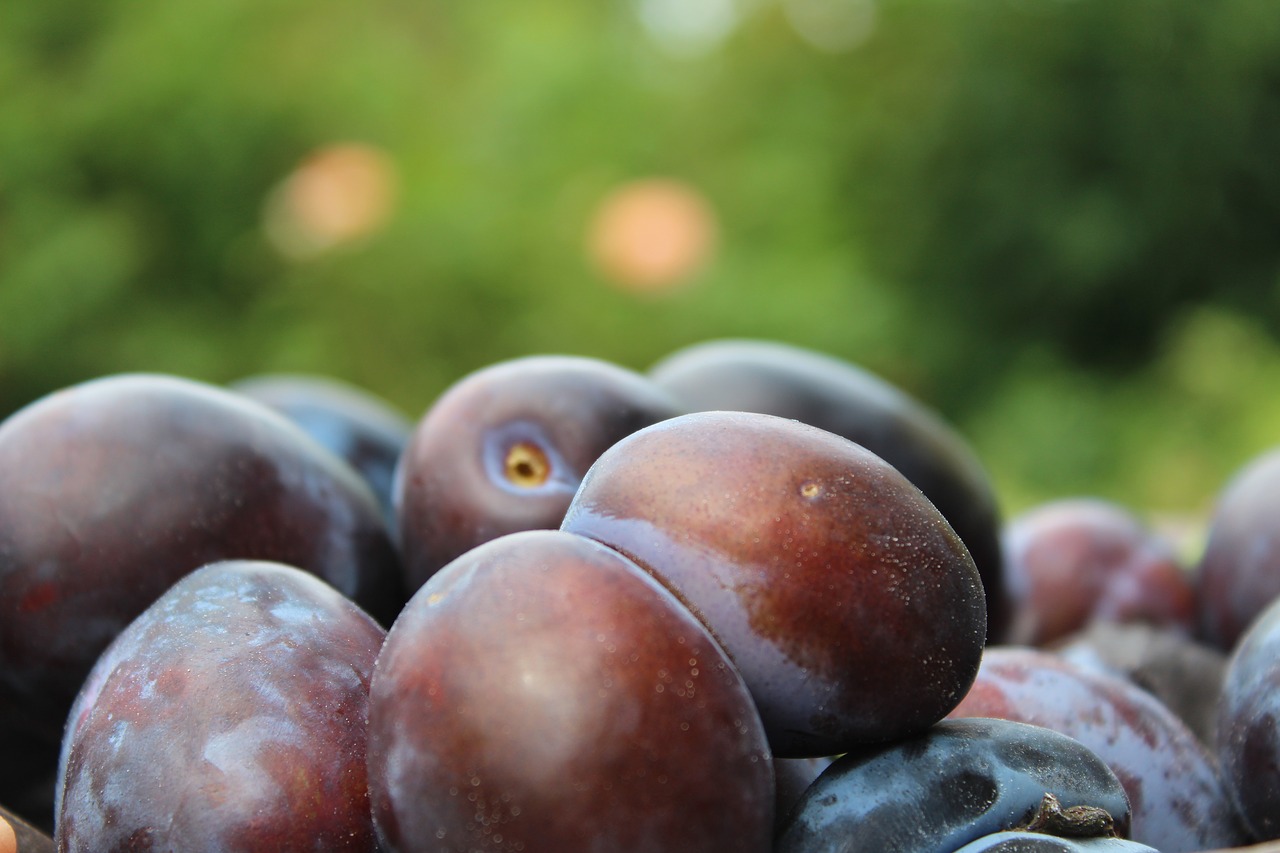 plums  fruit  fruits free photo