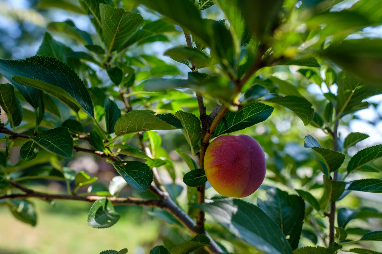 plums  plum tree  fruit free photo