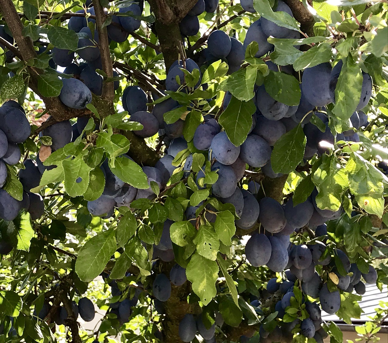 plums  kadlátky  fruits free photo