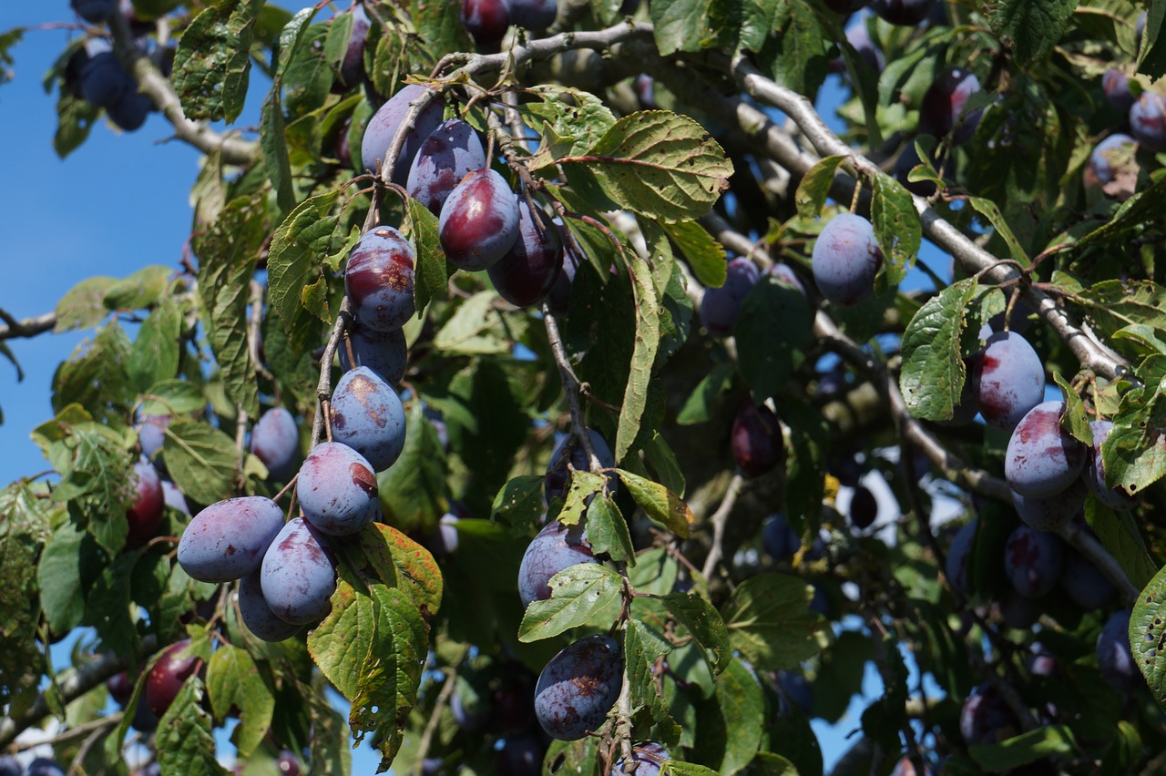plums  fruit  fruits free photo
