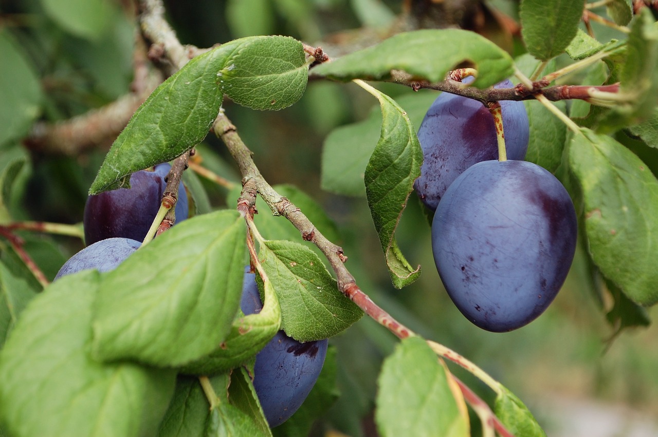 plums  plum tree  fruit free photo