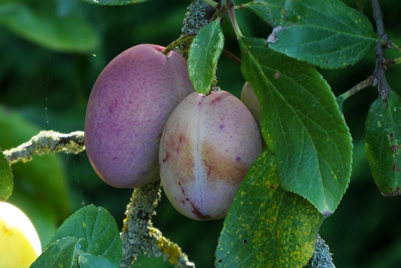 plums  summer  ripe free photo