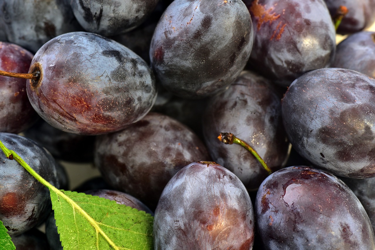 plums  background  fruit free photo