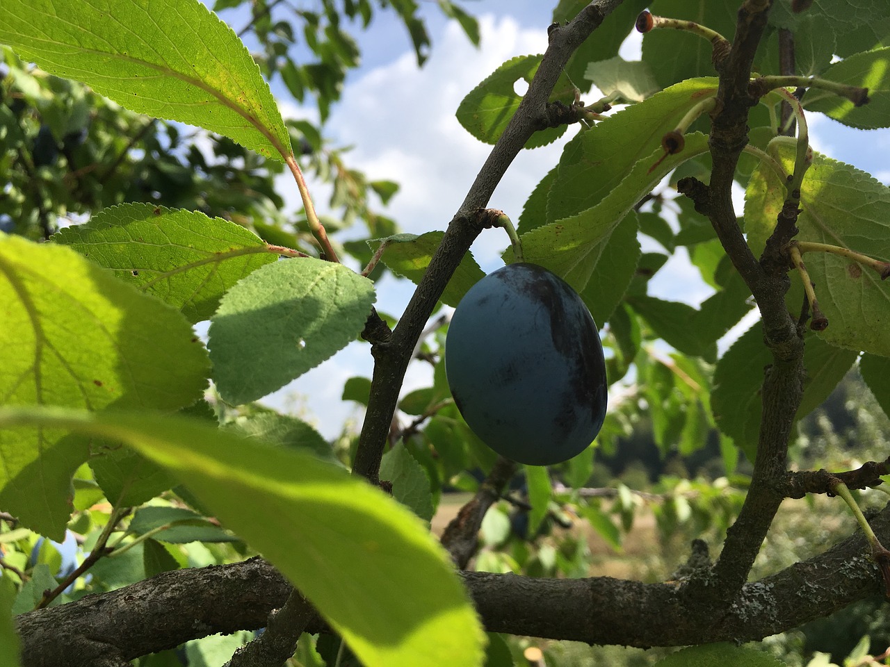 plums  leaves  tree free photo