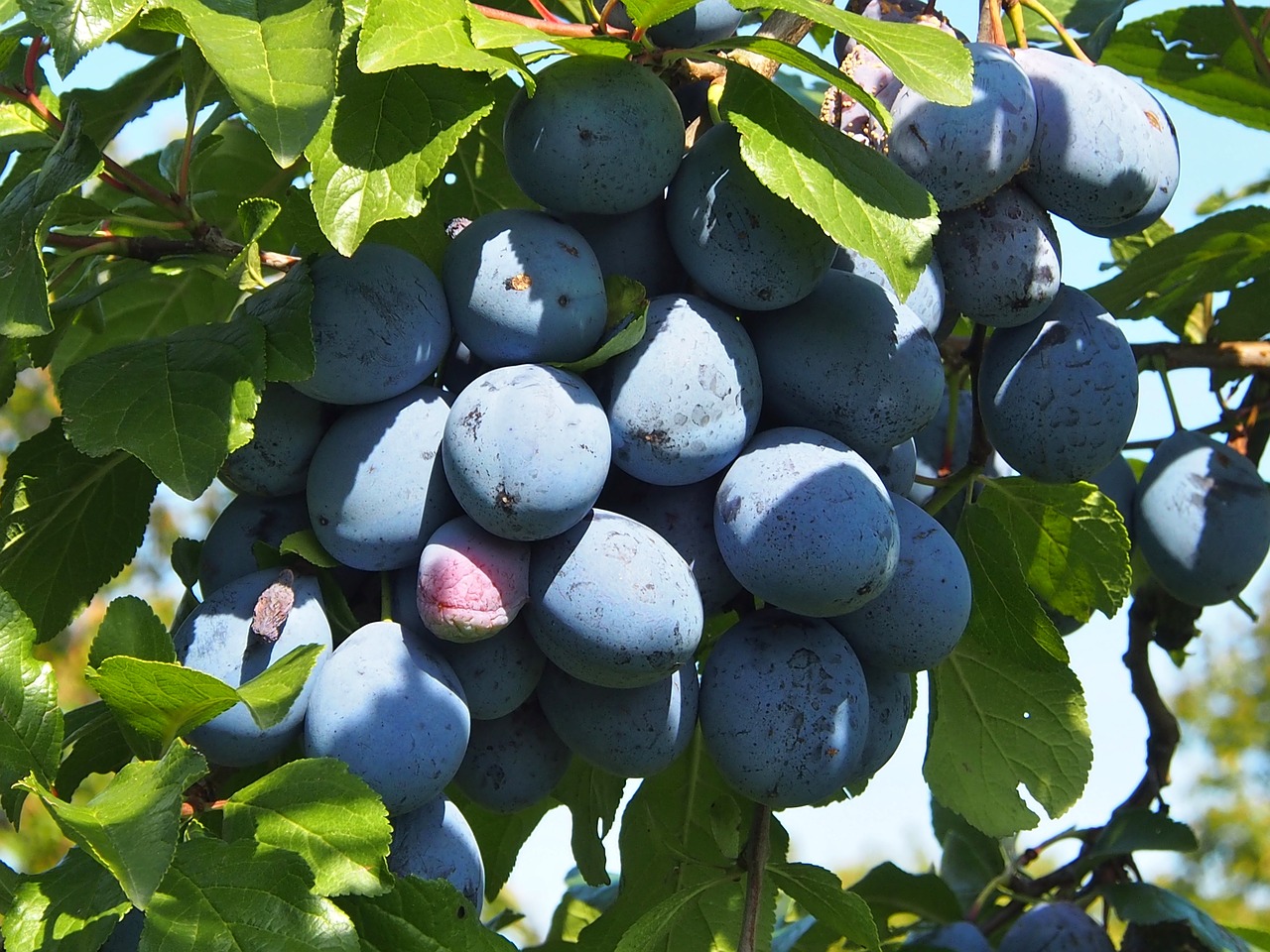 plums  fruit  blue free photo
