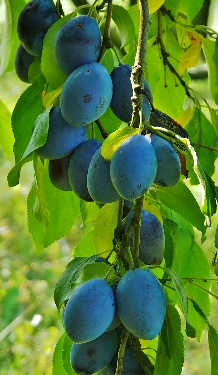 plums  fruit  autumn free photo