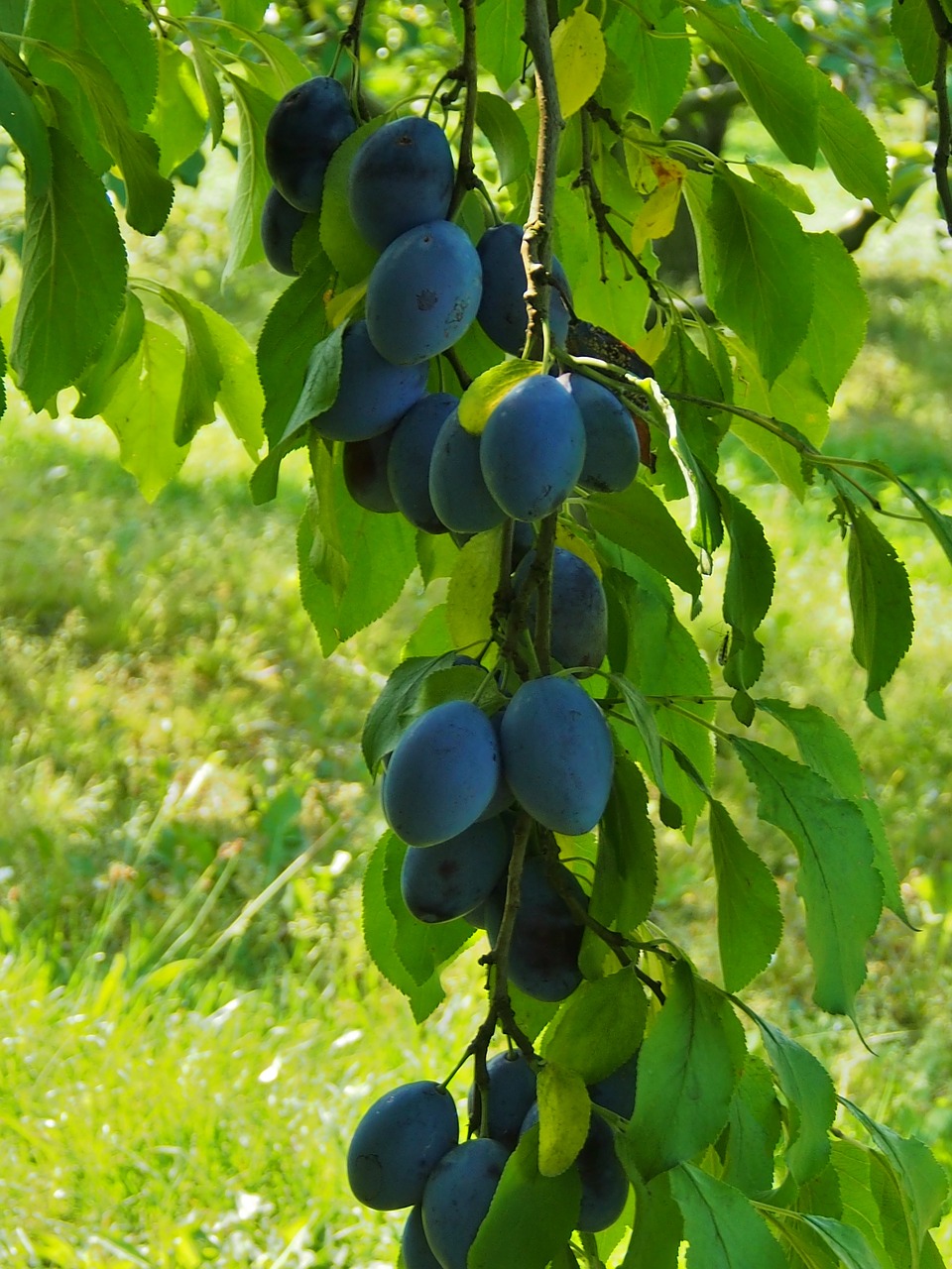 plums  fruit  autumn free photo