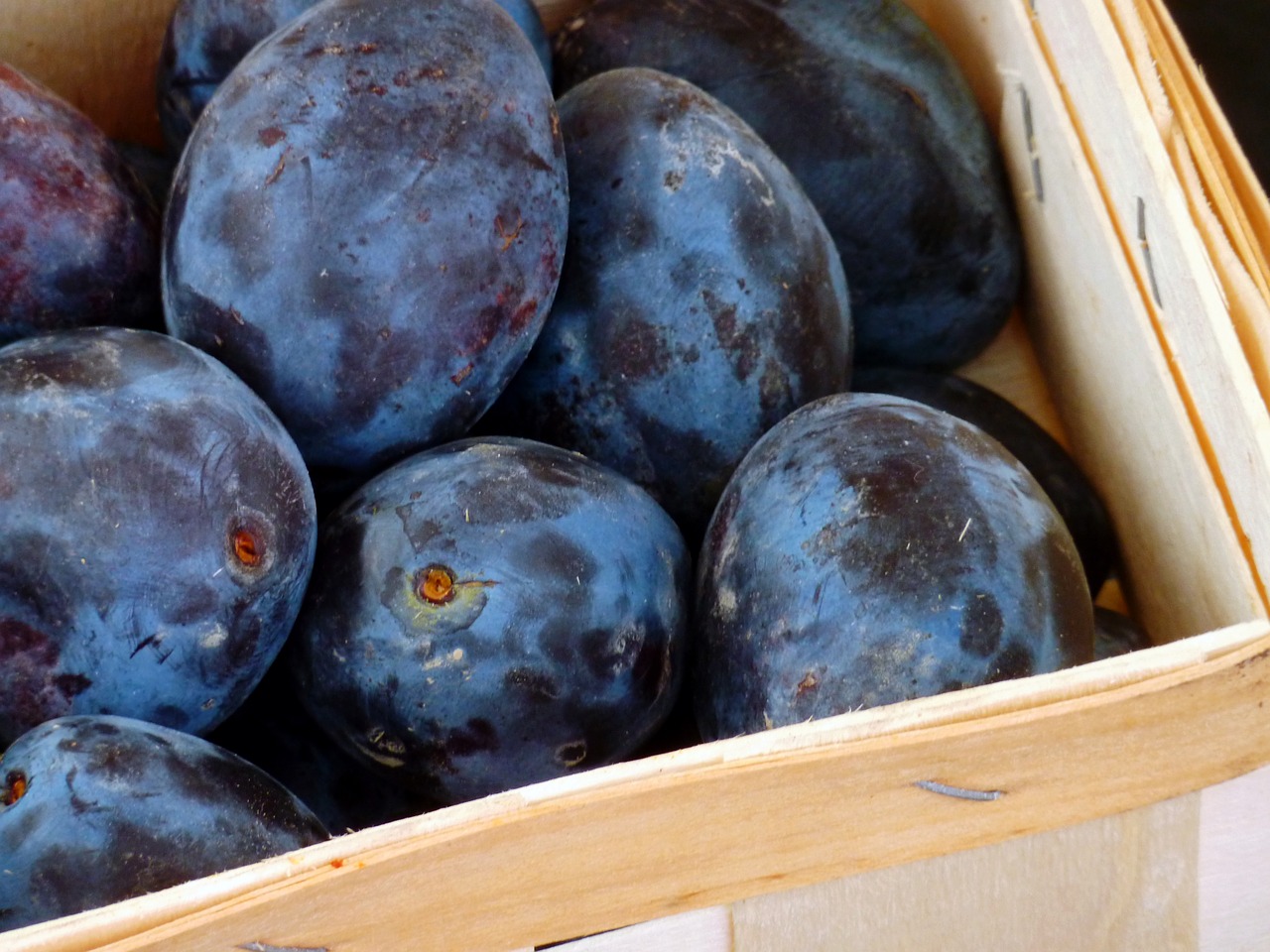 plums  fruit  fruits free photo