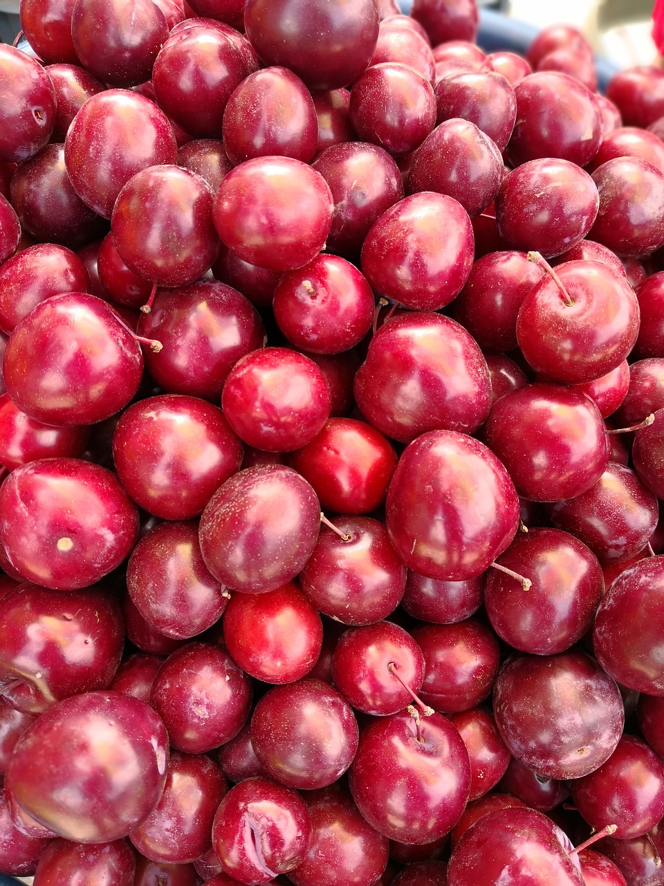 plums  fruit  agriculture free photo