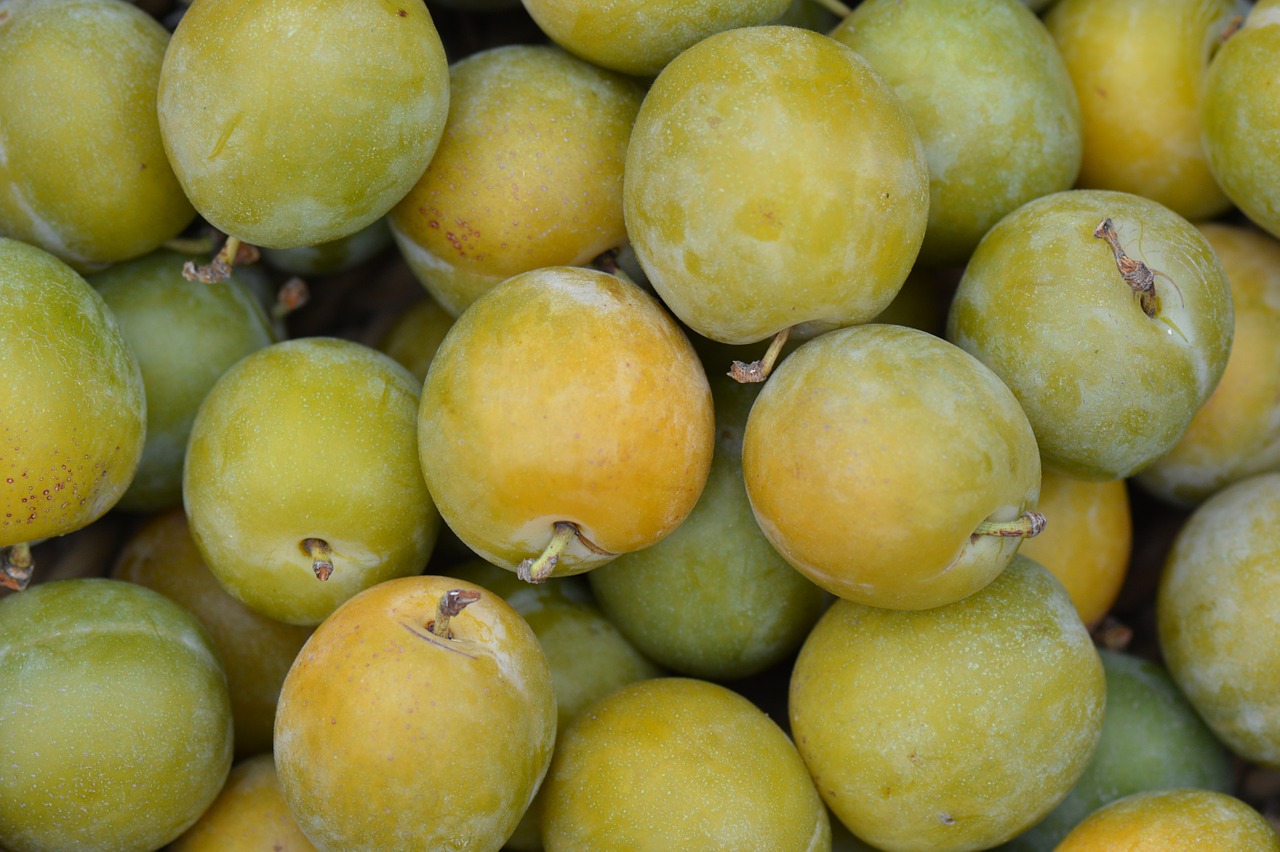 plums reine claude fruit free photo