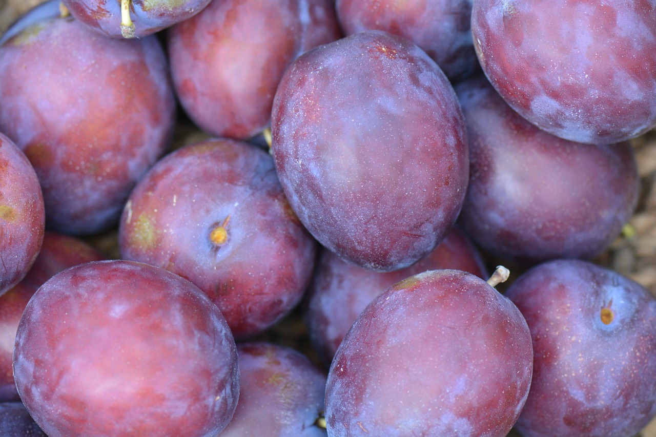 plums fruit president plums free photo
