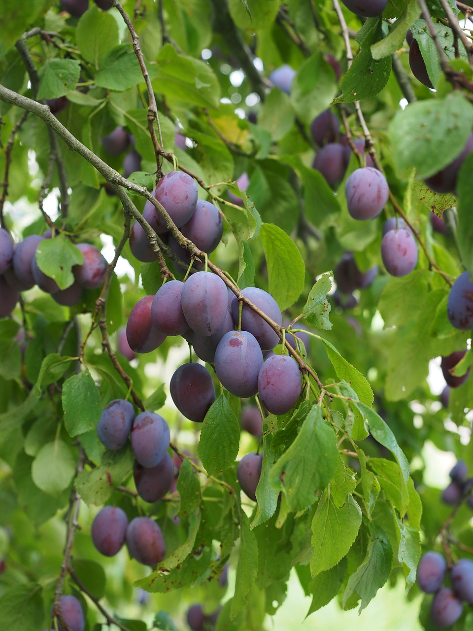 plums plum tree fruit free photo