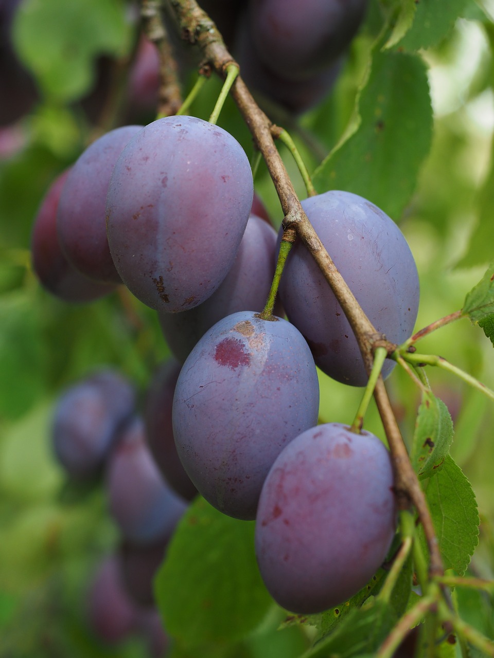 plums plum tree fruit free photo