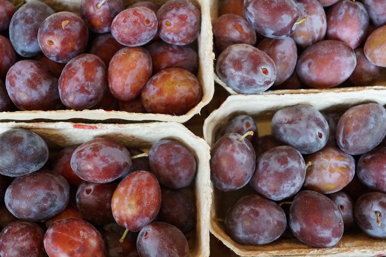 plums healthy delicious free photo