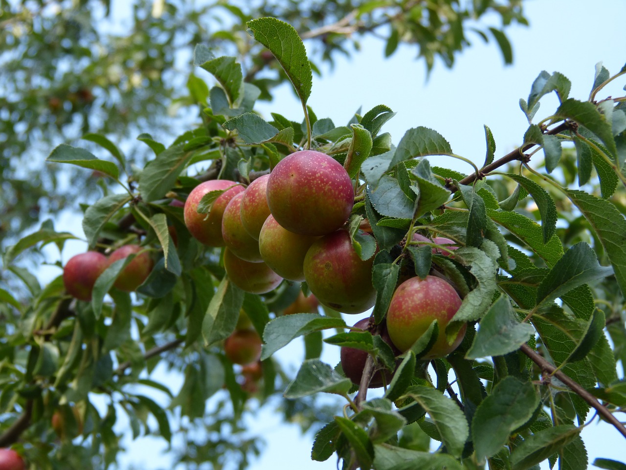 plums plum tree branch free photo