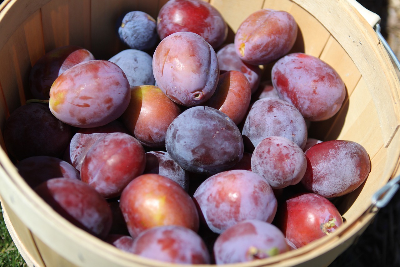 plums fruit harvest free photo