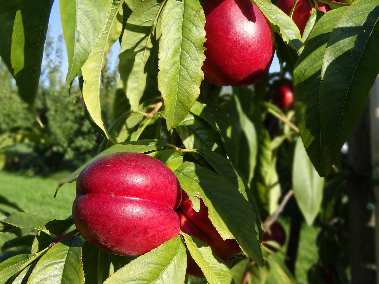 plums plum tree orchard free photo