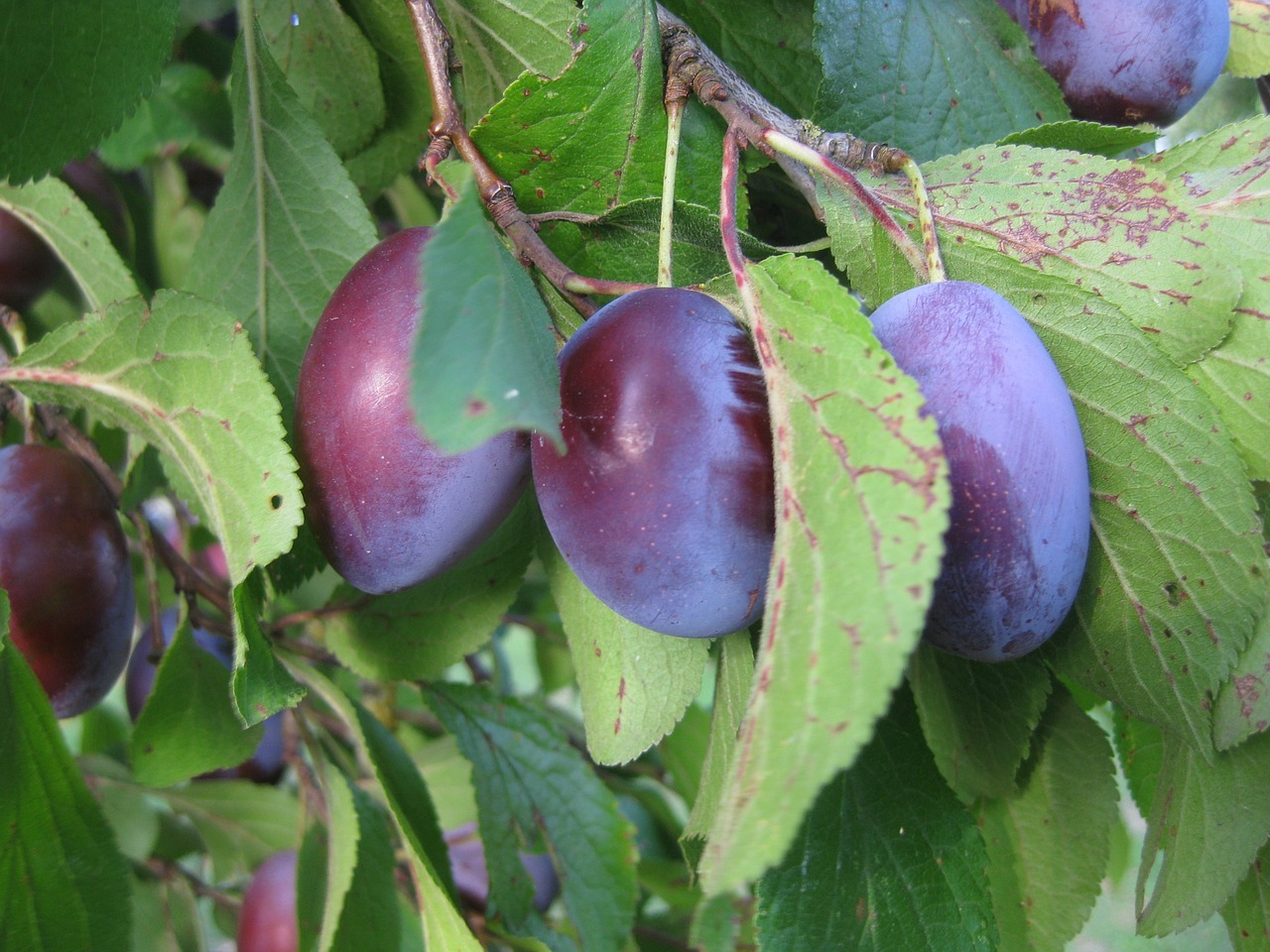 plums cultural plum fruit free photo