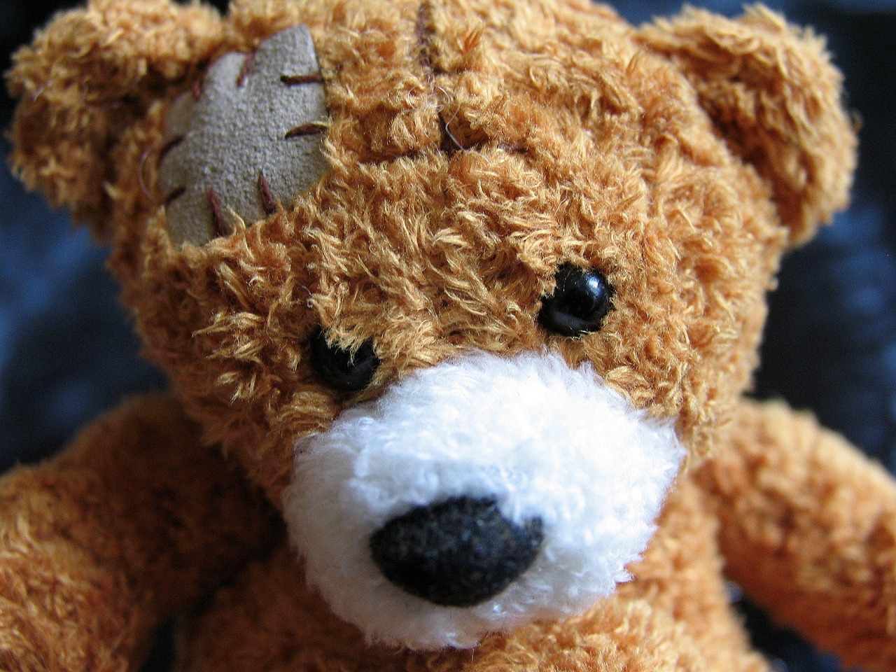 plush teddy bear teddy bear injury free photo