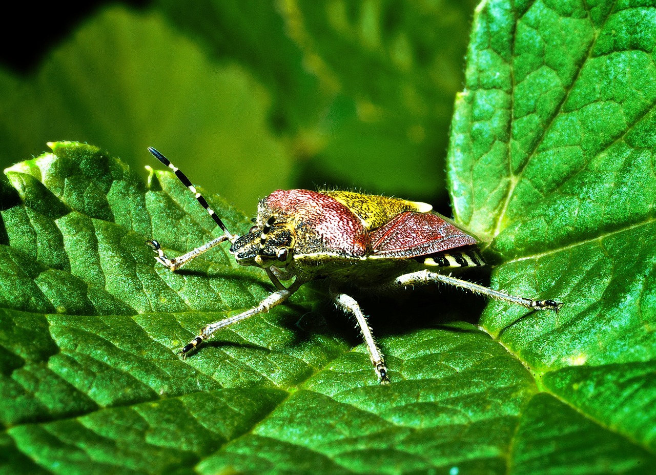 pluskwiak insect macro free photo