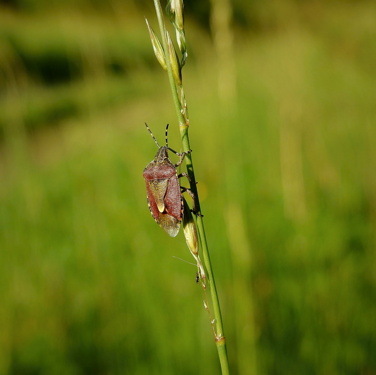 pluskwiak  meadow  nature free photo