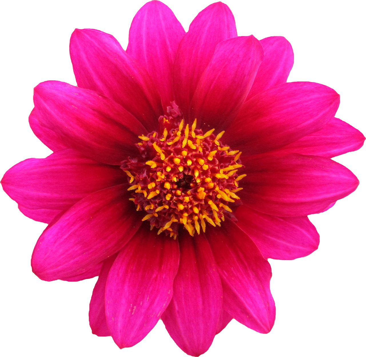 png clipping flower free photo