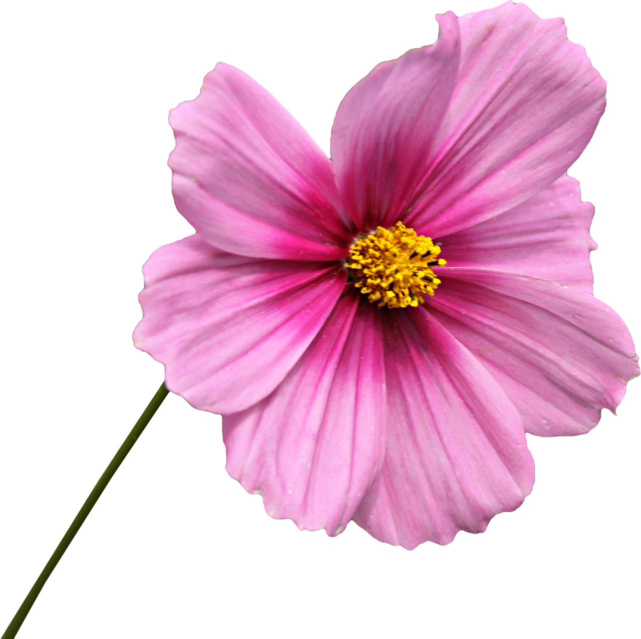 png clipping flower free photo