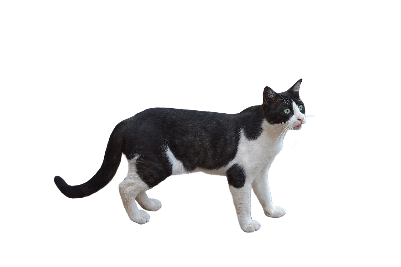 Png Cat Pet Feline Bottomless Free Image From Needpix Com