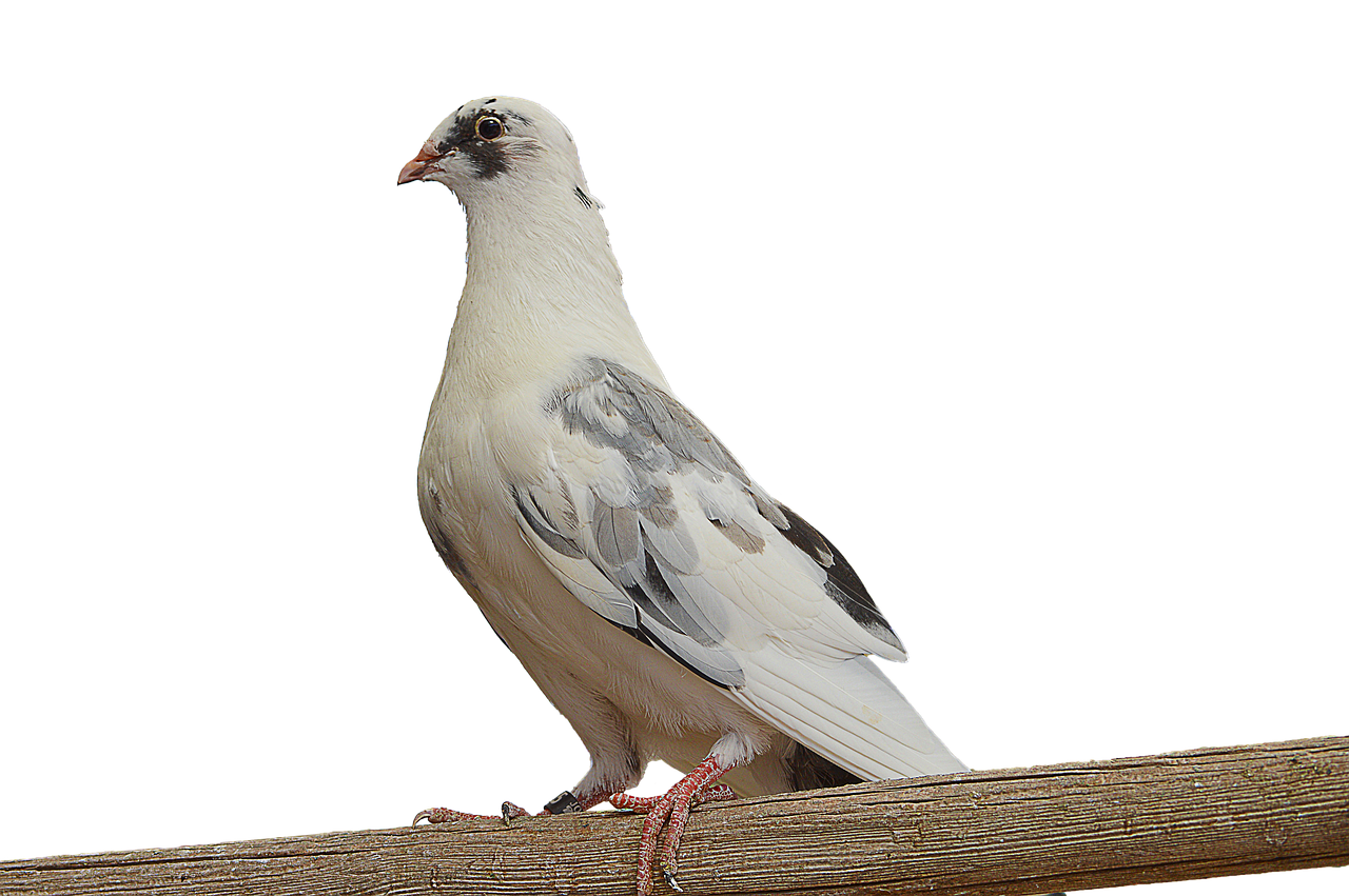 png paloma white dove free photo