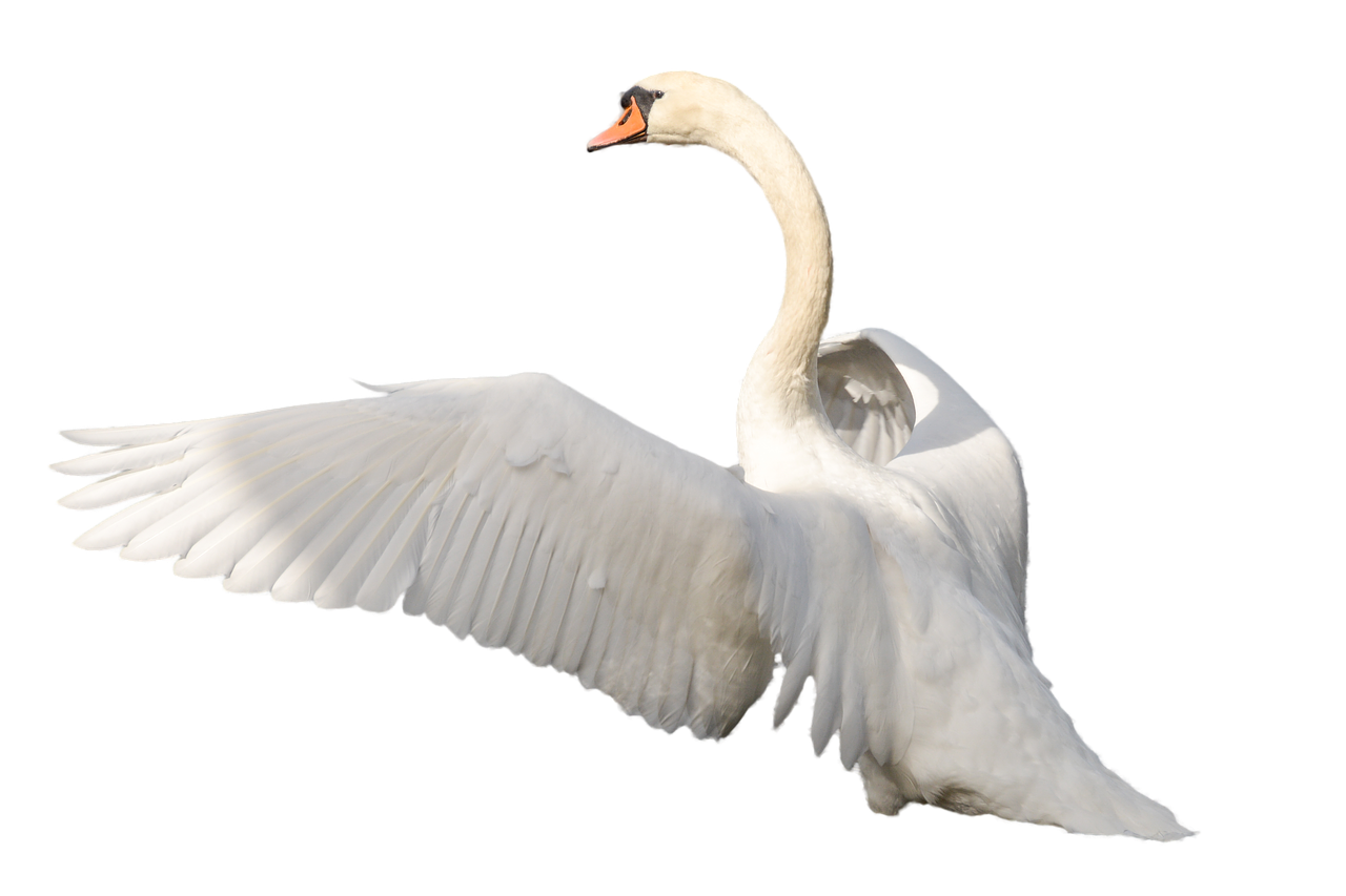 swan bird plumage free photo