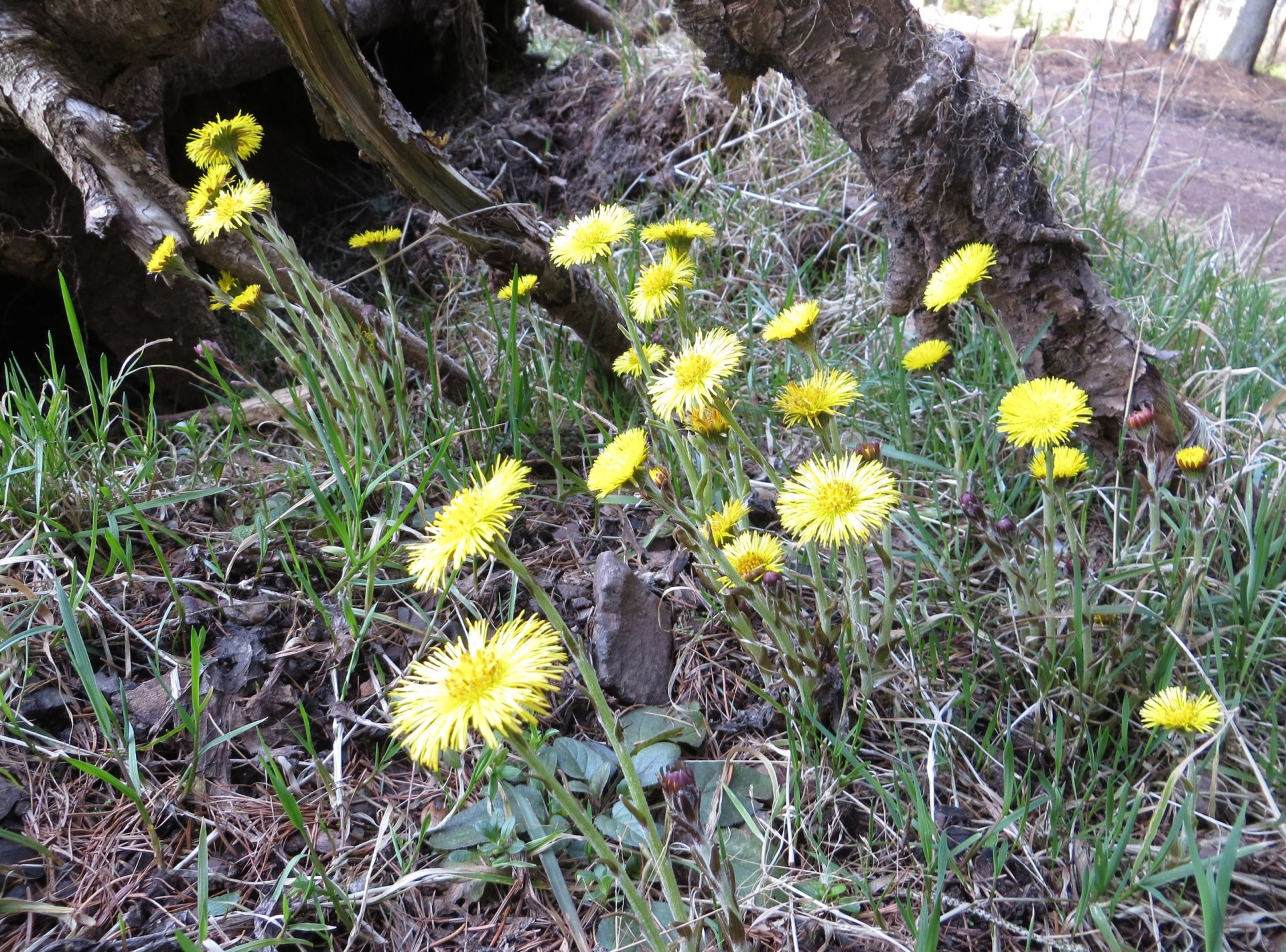 flower coltsfoot coltsfoot flowers free photo