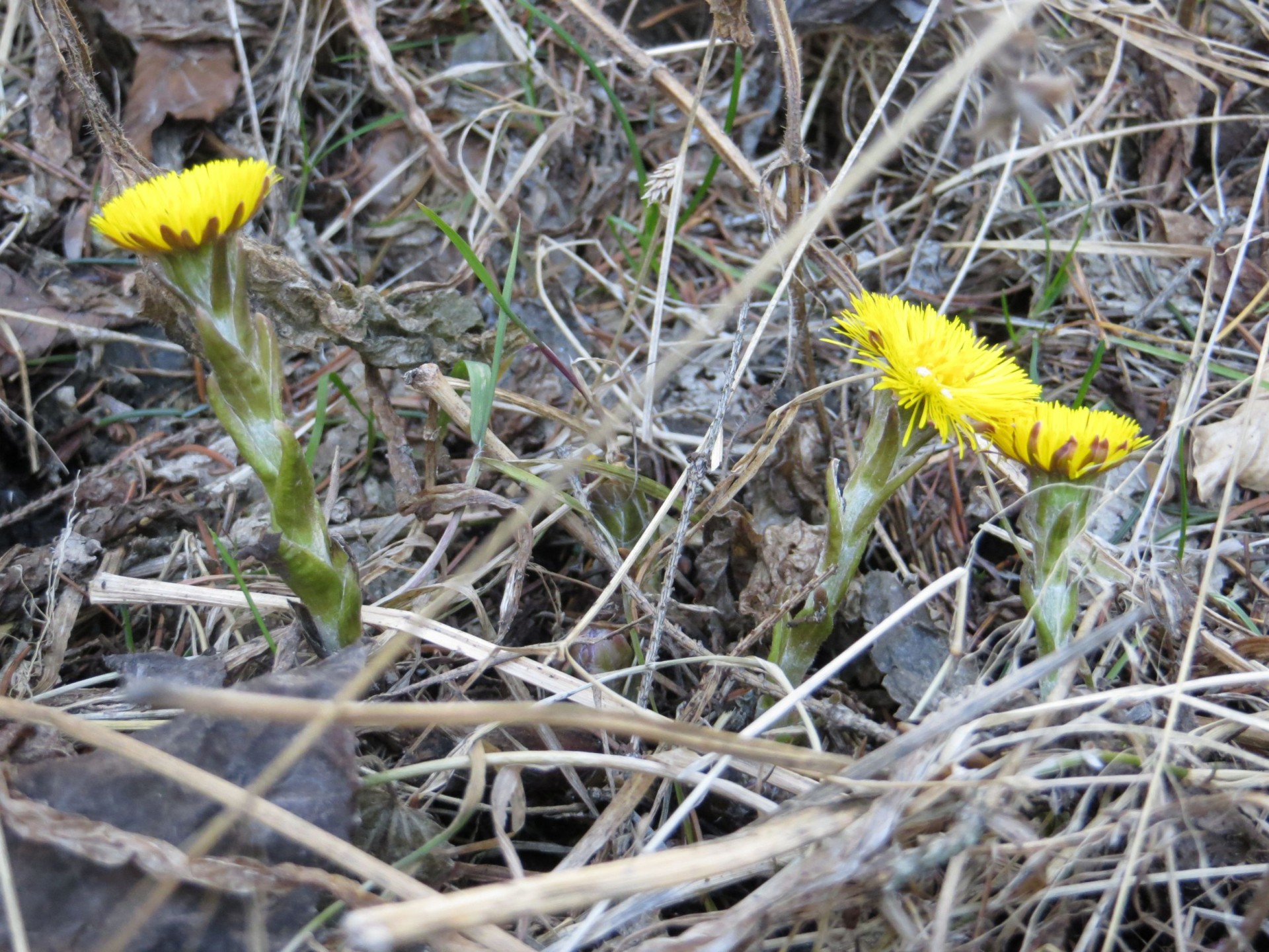 spring coltsfoot flower free photo
