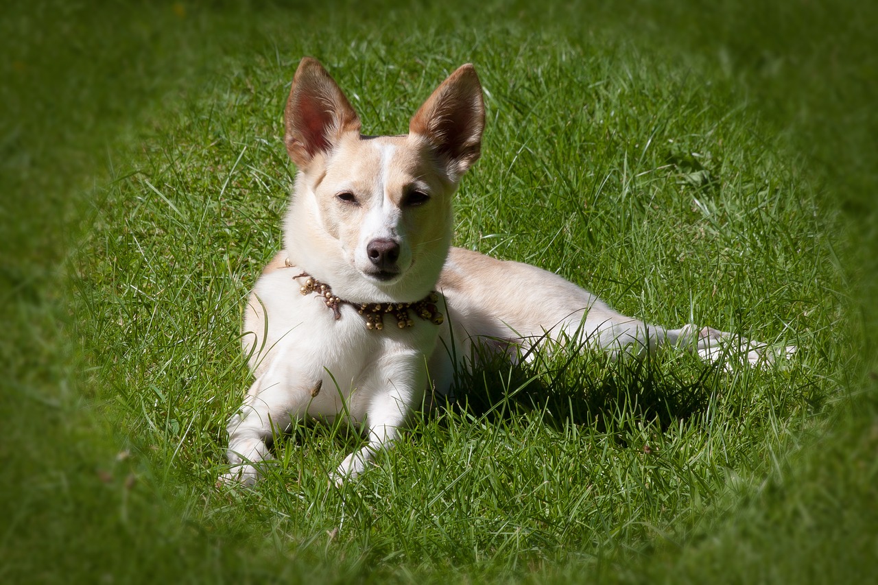 podenco canario dog breed hybrid free photo