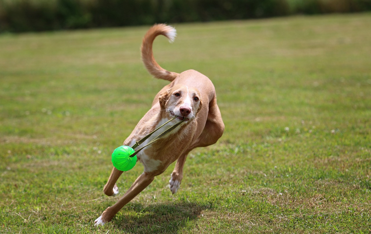 podenco andaluz ball game free photo