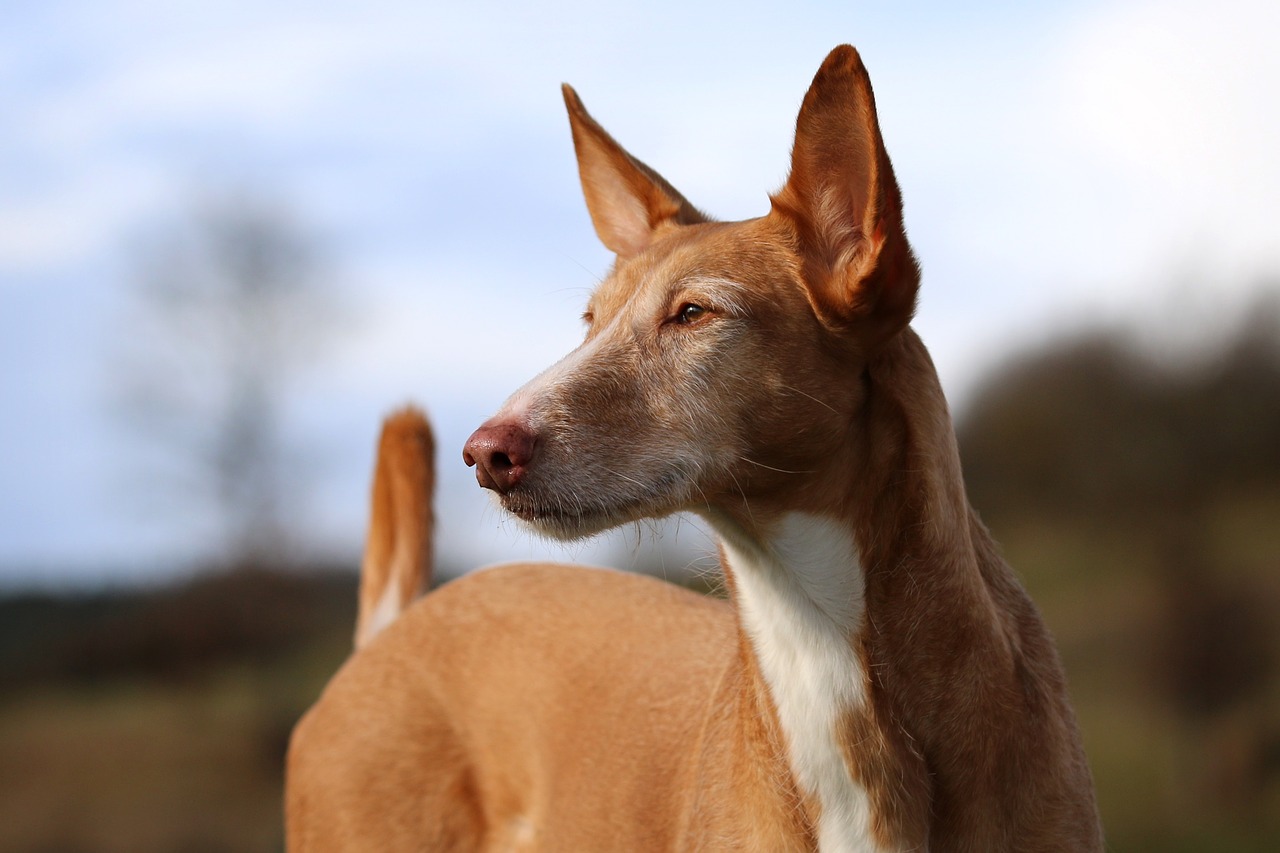 podenco andaluz dog free photo