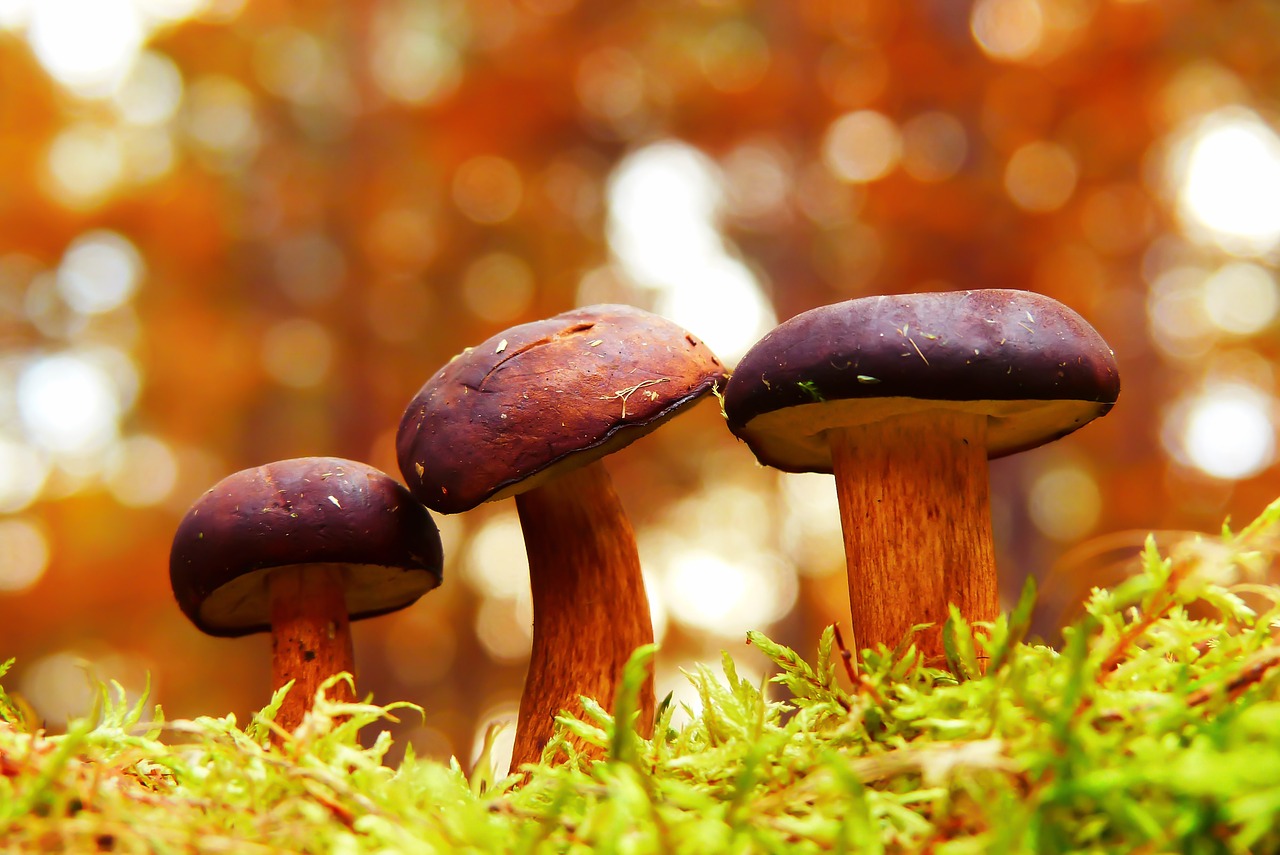 podgrzybki  mushrooms  family free photo