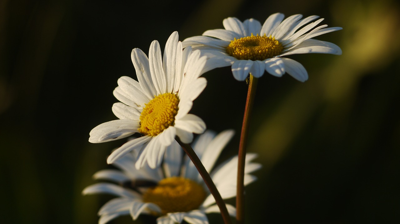 podosinovets russia nature free photo