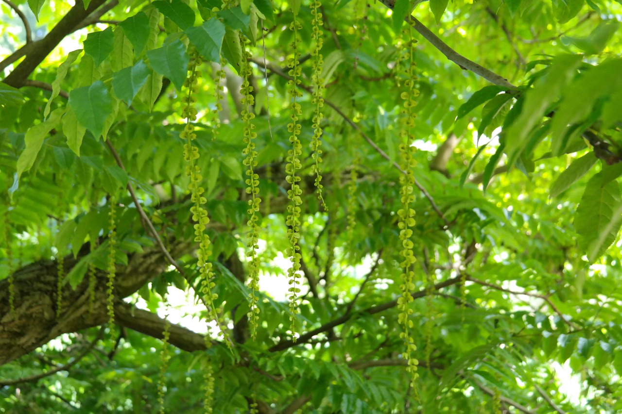 pods fruits branch free photo